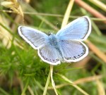 Male Common Blue butterfly (Polyommatus icarus) (image © Mike Poulton)