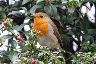 Robin (Erithacus rubecula) (image © Andy Cook)