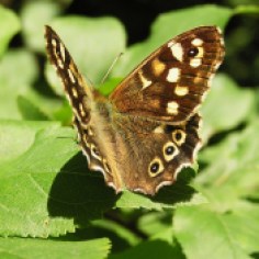Speckled Wood (Pararge aegeria) (image © Mike Poulton)