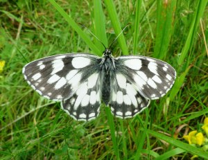 Marbled White butterfly (Melanargia galanthea) (image © Mike Poulton)