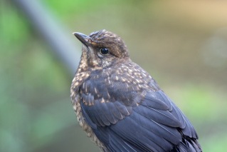 Blackbird (Turdus merula) (image © Andy Cook)