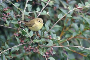 Willow Warbler (Phylloscopus trochilus) (image © Andy Cook)