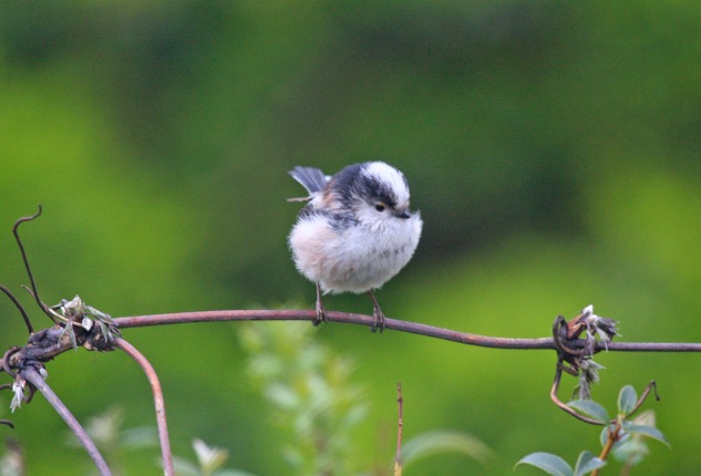 Long-tailed Tit (Aegithalos caudatus) (image © Andy Cook)