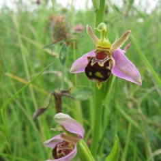 Bee Orchid (Ophrys apifera) (image © Jane Tavener)