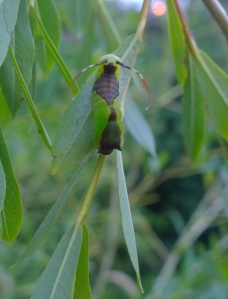 Puss Moth caterpillar (Cerura vinula) (image © Mike Poulton)
