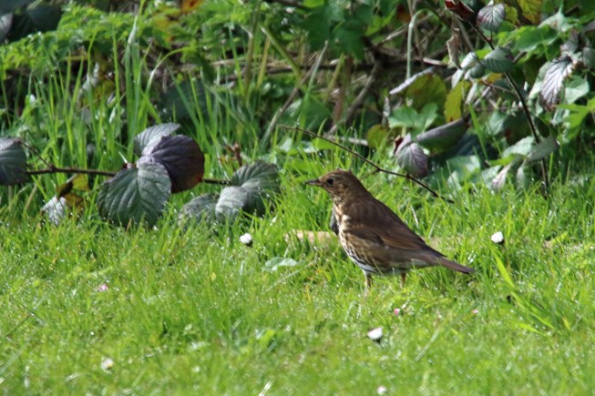 Song Thrush (image © Andrew Cook)
