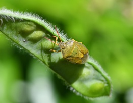 Gorse shieldbug (Piezodorus lituratus) (image © Andy Purcell)