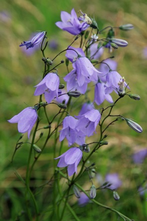 Harebells (image © Andrew Cook)