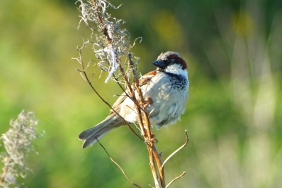 House Sparrow (male) (image © Andrew Cook)