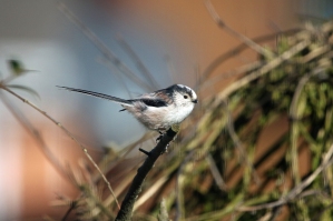 Long-tailed Tit (image © Andrew Cook)