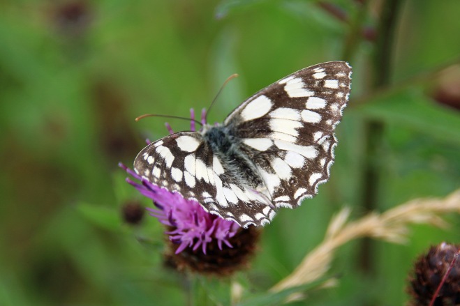 Marbled White butterfly (image © Andrew Cook)