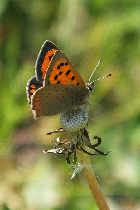 Small Copper butterfly (image © Andrew Cook)