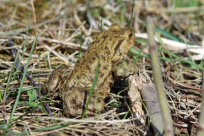 Common Toad (image © Andrew Cook)