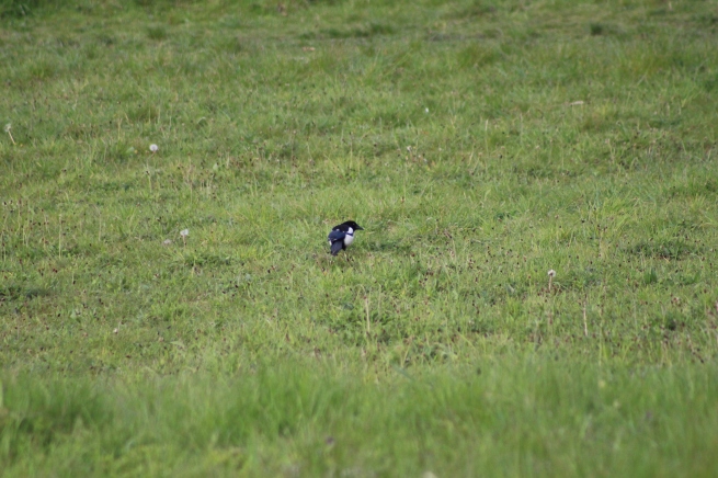 Magpie (image © Andy Beaton)