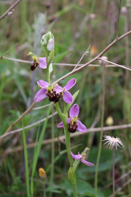 Bee Orchid (Ophrys apifera) (image © Andy Beaton)