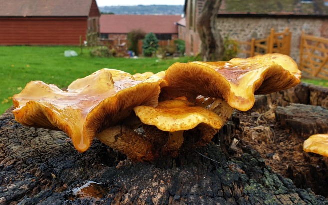 Honey Fungus (Armillaria mellea) (image © Mike Poulton)