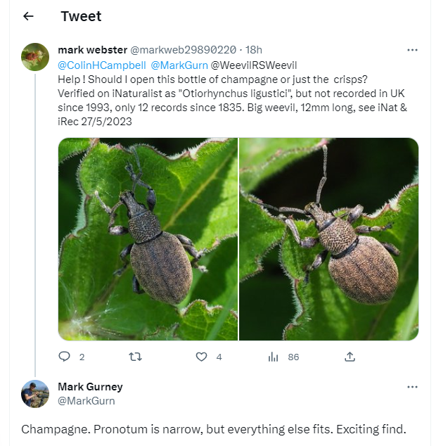 An image of a Tweet showing a rare species of Weevil on a leaf.